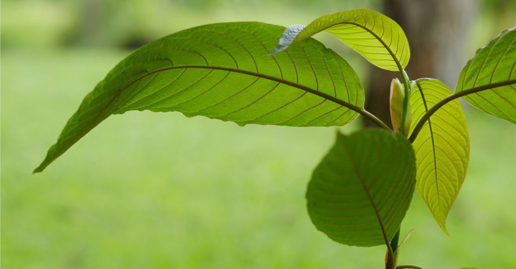 How does kratom interact with the body to alleviate pain symptoms?