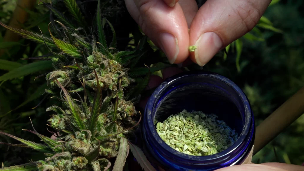 these thca flower